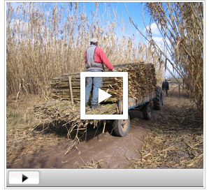 Video sobre Cañas Gonzalez